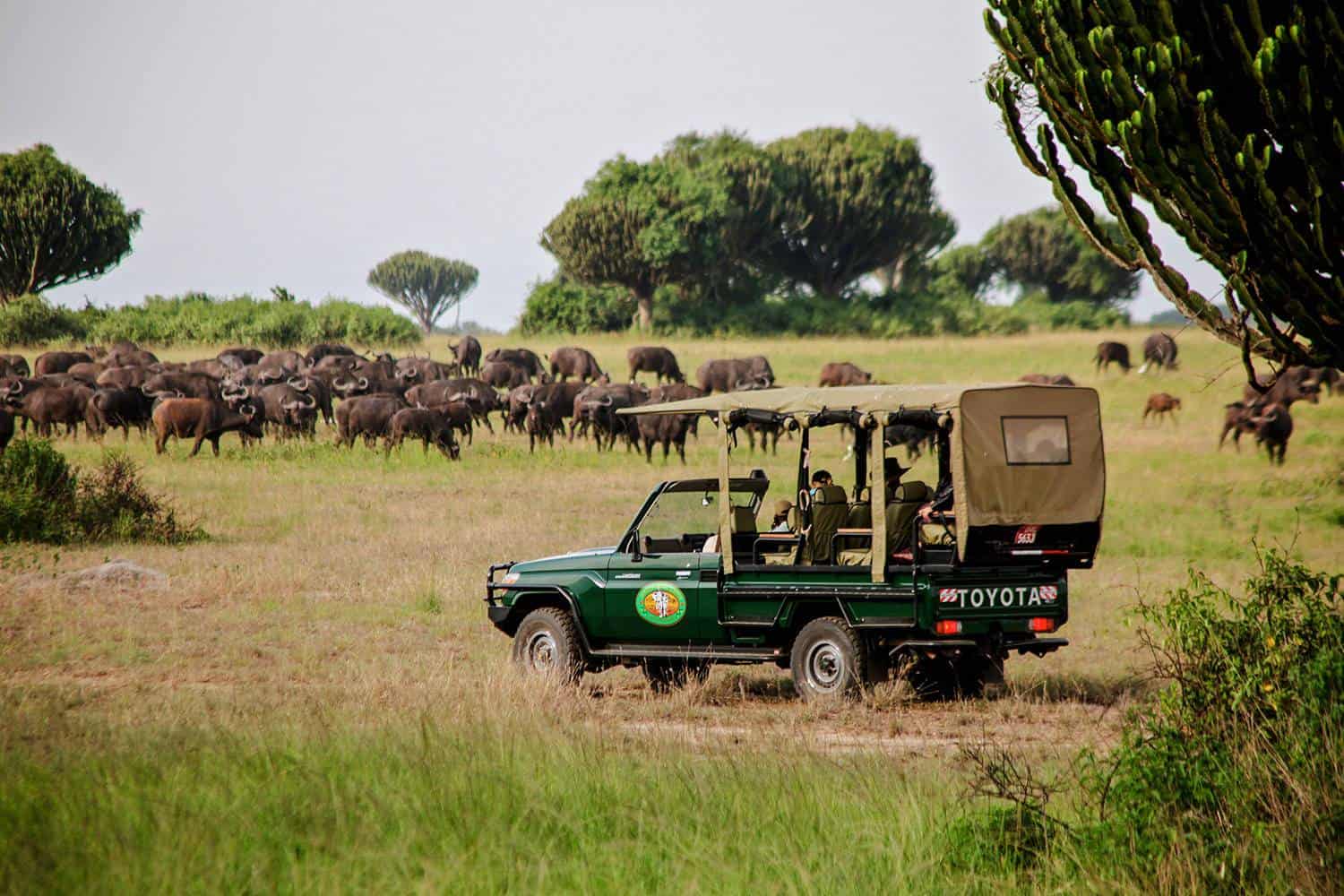 Uganda Safari Hero